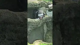 Chimpanzee/Pan troglodytes/Taipei Zoo