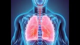 Tidal Volume, Bronchial Dilation and Constriction