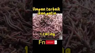 Umpan killer ikan patin sungai #fishing #casting #seahawks #gabus