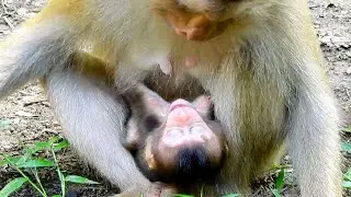 What's Wrong Rex Like This? So Pitiful Newborn Baby Rex adorable Monkey!