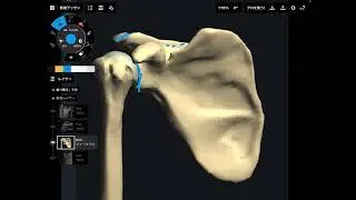 Basic bone landmarks of scapula