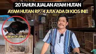 JINAK TOTAL AYAM HUTAN HIJAU RP. 4 JUTA BISA DI UMBAR!!!