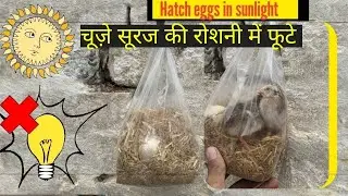 How to hatch eggs at home without incubator || hatching eggs in sunlight 100℅ result || hatch eggs
