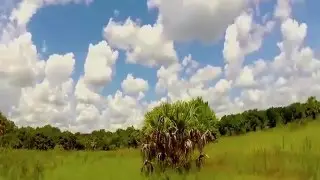 Sasquatch (Skunk Ape) Caught On Tape In Florida USA 2016 Breakdown
