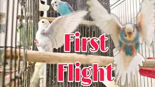 A Father Bird Teaches His Baby to Fly | First Flight