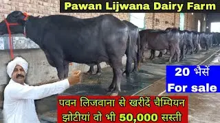 पवन लिजवाना से खरीदें चैम्पियन झोटीयां वो भी 50,000 सस्ती 🔥 Pawan Lajwana Dairy farm Lijwana Khurd