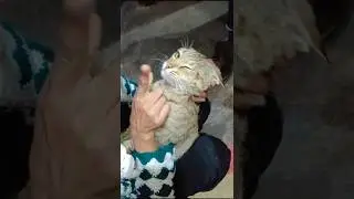 mein to maasoom hu❤️🫣😼 #cat #adorably #adoreble #@billupaazi9594 #snuggly #funnycatvideos #cute