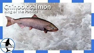 The King of the Salmon &ndash; Chinook (Oncorhynchus tshawytscha)
