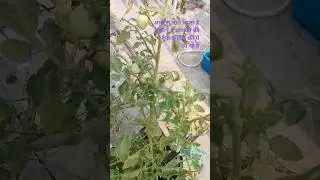#YouTube #how #to #onvideo #YouTube#how#to#terrace#garden#viral#video#YouTube#video#YouTube#trending