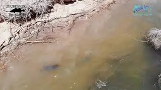Drone Barramundi