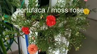 How to grow and care portulaca / moss rose / table rose plant🌸🌸🌸