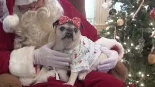 Pug and Santa for a Great Cause!