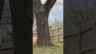 Backyard squirrel hunt with gamo whisper swarm .22