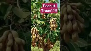 TreePeanut!?? #research #newresearch  #scientist #science #plantbreeding #Genomics #Genetics #shorts