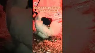 #flock #health #healthy #backyardchickens #animals #chicken #farm #poultry #disease #animals #nature