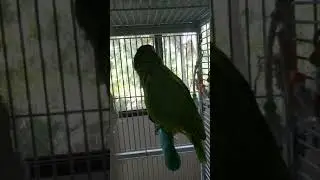 Freedom the Parrot on High Perch! Hilton Head Island, SC