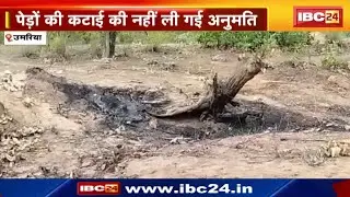 Umaria News : दर्जनों हरे - भरे पेड़ों की कटाई | नहीं ली गई अनुमति