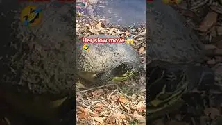 😱Her slow move# turtles 🐢# cute# water# pond# sun# beautiful ❤️🤩 nature.lover