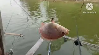 WKO// Rabu 25-1-2023 mancing di warung apung sakinah boyolayar syahdu dan full strike
