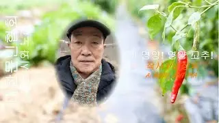 남상욱 작사 / 아 영양! 영양 고추! / 감성 시와 노래