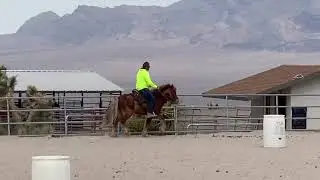 Kyle Canyon Ranch Icelandic Stallion Kostur