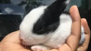 Baby rabbit learns to walk🖤