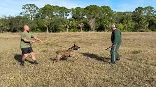 Stormfront K9 and Legacy K9 protection training day 