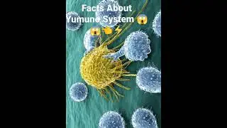 Facts No 27 [Did You Know About Our Imuno system 😱⚡💡] #shortvideo