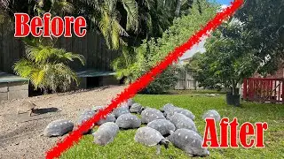 New HUGE Enclosure for 25 Redfoot Tortoises!!