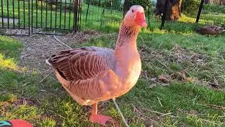 Salus the Goose Strikes a Pose &ndash; 1 Leg Goose Yoga