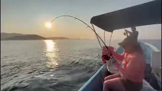 Roosterfish
