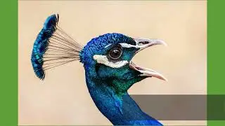JOWP PHOTO CONTEST - MARCH 2024 TOP FINALISTS AND WINNERS