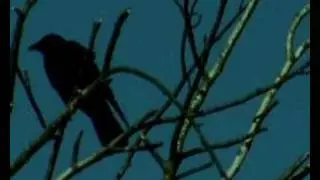 Ad Noiseam 2001-2006 teaser trailer
