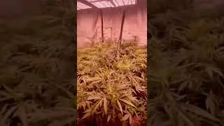 Canadian exotics with cyco nutrition and tnb naturals co2