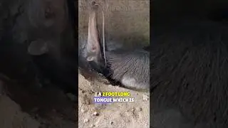 They eat a million ants a month and fight with jaguars! | The Anteater #anteater #jaguar #fighting