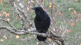 Krähe auf einem Baum - Ruf Stimme