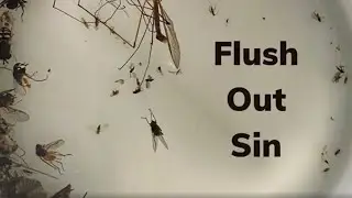 Flush Out Sin