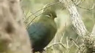 Knysna Loerie