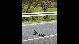 Duck Family Waddles to Safety After German Police Close Roadway