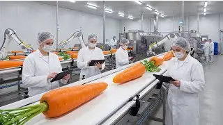 Watch Millions of Carrot Chips Being Made | Complete Factory Process