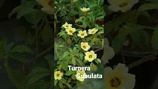 Turnera Subulata (Flowering Plant)