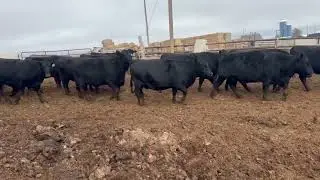 30 HD Bred Heifers for Sale at Headwaters Livestock Auction Dec 15, 2025.