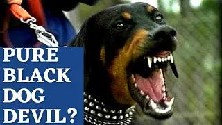 Is the pure Black Dog a Devil & is this the type of dog that nullifies our prayer