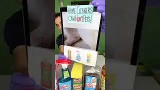 DIY Pet-safe cleaning agent by Dr Karen Becker and Rodney