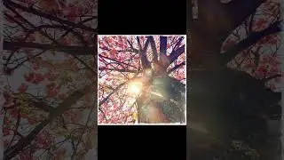𓍯 𝚜𝚙𝚛𝚒𝚗𝚐 𝚜𝚌𝚊𝚙𝚎 𝚊𝚗𝚍&hellip; 𓍯