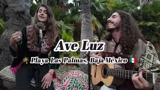 Ave Luz | Live in the Palm Grove – Original Songs Under the Sun & Trees
