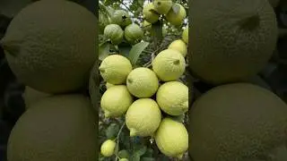 🌿Best Method for Growing Lemon Trees Fast! #gardening