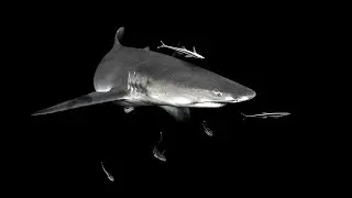 GoPro Hero8: Lemon and Sandbar Shark Freediving | Jupiter Florida, Shark Tours FL