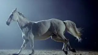 Charlie the horse who suffered from ulcers