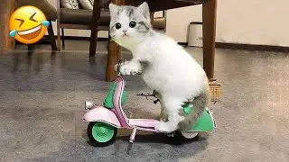 You Laugh You Lose 😺 50 Minute Funniest Cats Video Compilation 2025 😹🔥
